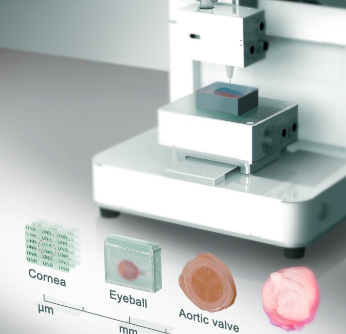 【科学网】3D打印器官组织能够“可大可小”了