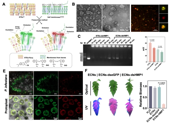 【创新在大工】生物工程学院科研团队在喷雾型RNA农药递送研究领域取得新进展