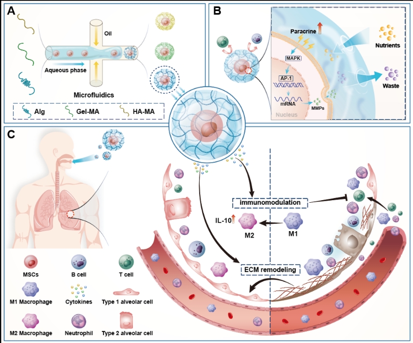 【创新在大工】生物工程学院科研团队开发干细胞胶囊创新药物并实现肺部纤维化的逆转